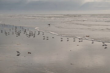 Terns and Seagull on Beach near Water's Edge at Dawn