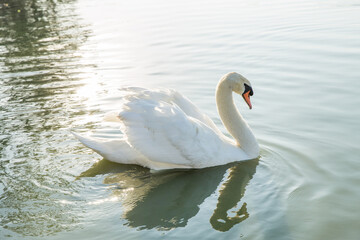 Big beautiful swan Floating in Water.