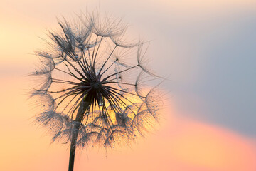 Dandelion silhouetted against the sunset sky. Nature and botany of flowers
