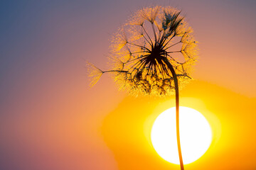 Dandelion silhouetted against the sunset sky. Nature and botany of flowers