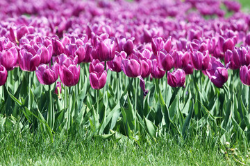 large field of blooming purple tulips. flowers and botany