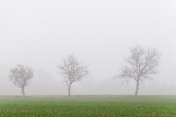 Obraz na płótnie Canvas Three trees without leaves shrouded in thick winter fog, Tuscan countryside, Italy