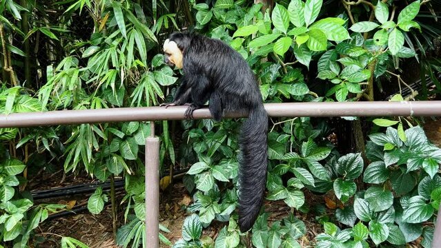 Profile shot of a shy male white faced saki monkey, pithecia pithecia resting on handrail, turn around and walk away to the right, at Singapore river wonders safari zoo mandai reserves.