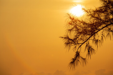 Silhouette photo of pine tree leaf  with warm light tone at the morning time.