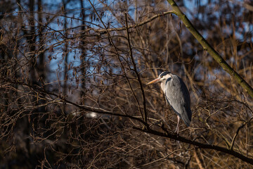 gray heron in the trees