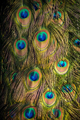 Fototapeta premium crowned peacock detail in nature