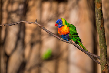 lori lorikeet bird in nature park