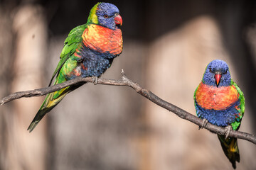 lori lorikeet bird in nature park