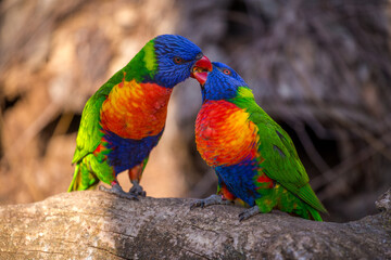 lori lorikeet bird in nature park