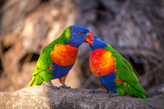 lori lorikeet bird in nature park