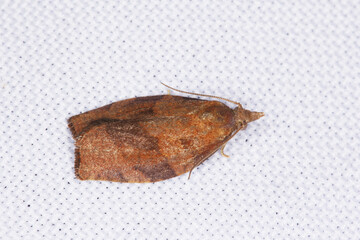 Pandemis cerasana, the barred fruit-tree tortrix, is a moth of the family Tortricidae. It is pest in gardens and orchards.