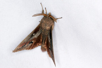 Pine-tree Lappet Moth (Dendrolimus pini), male