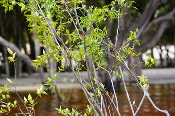 Freshwater sponge attached to vegetation, phylum Porifera. Amazon Metania reticulata, sources of bioactive compounds with antibiotic substances. They contain bacterial strains antimicrobial effect.