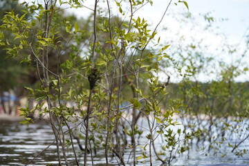 Freshwater sponge attached to vegetation, phylum Porifera. Amazon Metania reticulata, sources of bioactive compounds with antibiotic substances. They contain bacterial strains antimicrobial effect.