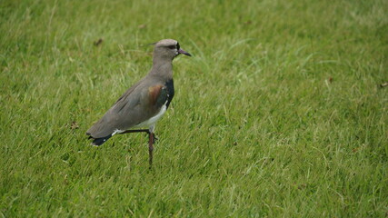 A bird walking on the lawn in the park