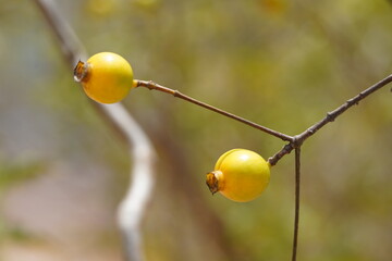 A tropical yellow Rubiaceae Sphinctanthus fruit with a diameter of 10 to 15 mm. Wild growing, very...