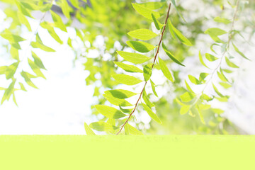 Obraz premium 新緑の写真（タイトル向き画像）