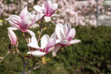 Obraz premium Close-up of a magnificent magnolia blossom on a sunny day in the Kurpark of Wiesbaden/Germany 
