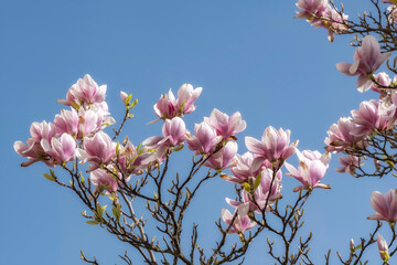 View of blooming magnolias against a blue sky in the Rheingau/Germany 
