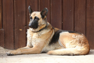 Sitting friendly german shepherd dog outdoors