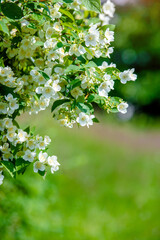 Jasmine blossom branch in the garden in spring
