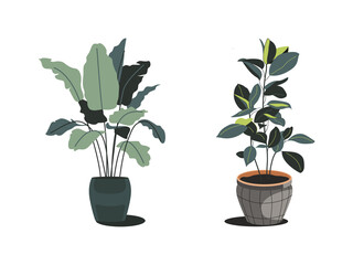 Ensemble de plantes en pots 