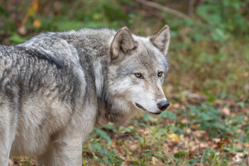 Fototapeta premium Gray Wolf Standing 