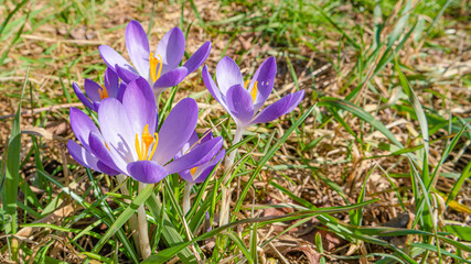 First flowers as snowdrops in early Spring at sunrise in the morning in the park.