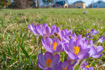 First flowers as snowdrops in early Spring at sunrise in the morning in the park with bees collecting nectar.