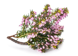 Pink heather flowers
