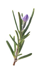 Rosemary sprig  in  flower