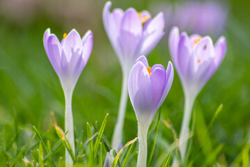 Filigree pink crocus flower blossoms in green grass are pollinated by flying insects like honey bees or flies in spring time as close-up macro with blurred background in garden landscape blooming wild