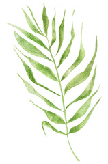 Palm tree branch spring watercolor isolated. Template for decorating designs and illustrations.	