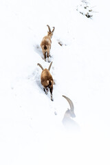 Trois bouquetins en promenade dans la neige