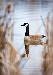 Peering through the reeds at a Canada goose who pears back at the camera.