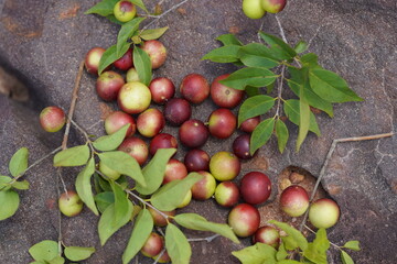 Camu Camu fruits and leaves. Semi-ripe and red fruits from shrubs that grow wild on the banks of...