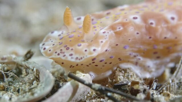 Ceratosoma brevicaudatum nudibrach rhinophore close up Edithburgh 002