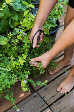 Man harvesting thyme from his rooftop terrace garden 