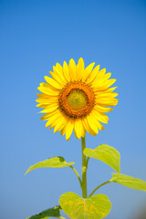 Sunflowers blooming on blue sky.