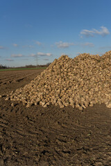 Stapel von Zuckerrüben auf Feld