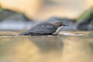 White throated dipper in the water at sunrise (Cinclus cinclus)