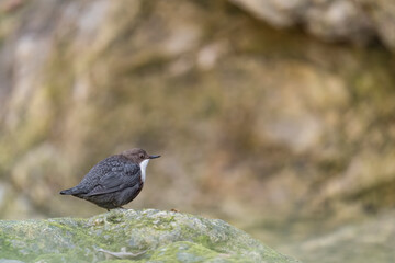 Isolated Dipper in the rocky cave (Cinclus cinclus)