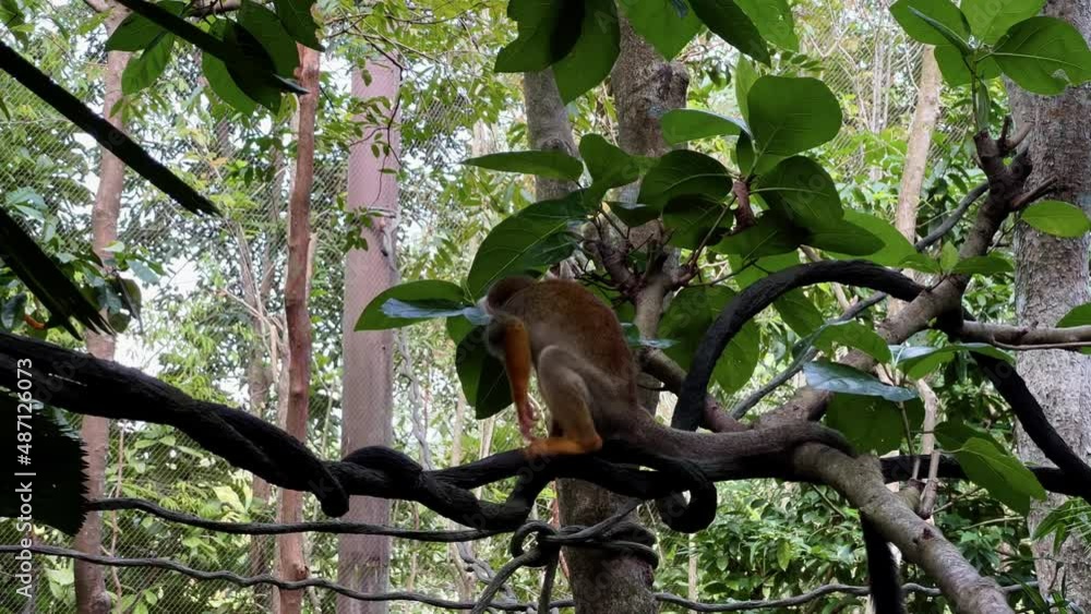 Poster cinematic tracking shot capturing a cute little squirrel monkey walking on the tree vine and stop to
