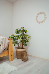 Indoor plants in the interior. Home flowers in a bright room in scandi style.