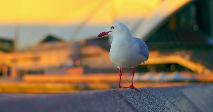 Red-billed Gull Standing In The Promenade Concrete Fence At Sunset. - closeup