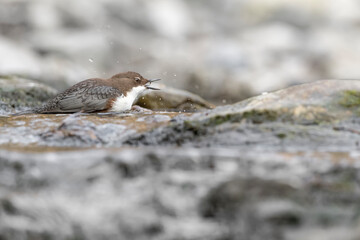 European dipper eats aquatic larva, fine art portrait (Cinclus cinclus)
