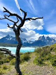 Fototapeta na wymiar Magical vertical view through dry tree on blue mountain lake and glacier in Torres del Paine National Park, Chile