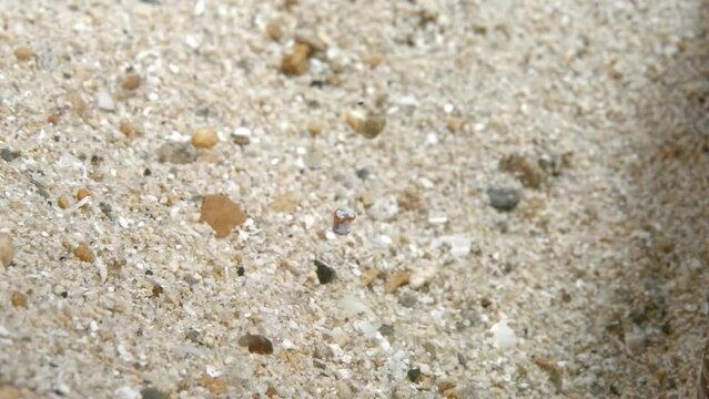 Idiomysis Shrimp at Edithburgh 002