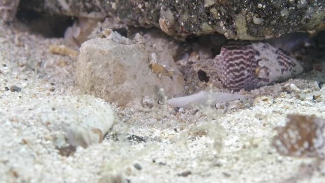 Idiomysis Shrimp at Edithburgh 003