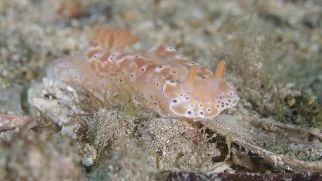 Ceratosoma brevicaudatum nudibranch Edithburgh 002